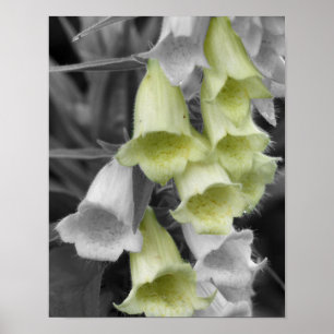 Vingerhoedskruid Bloemen Gedeeltelijke Kleur Poster
