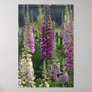 Vingerhoedskruid bloemen ... poster