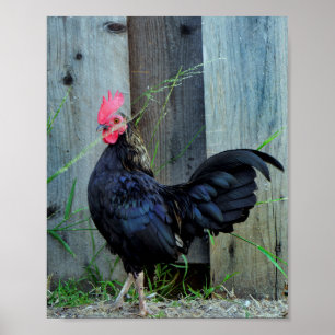 Vingerrooster Poster