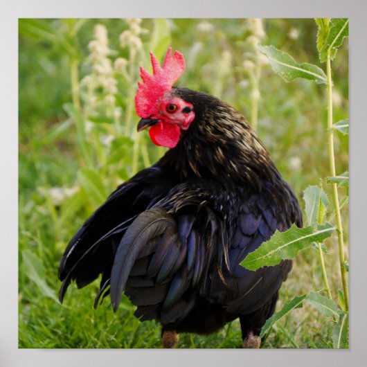 Vingerrooster Poster (Voorkant)