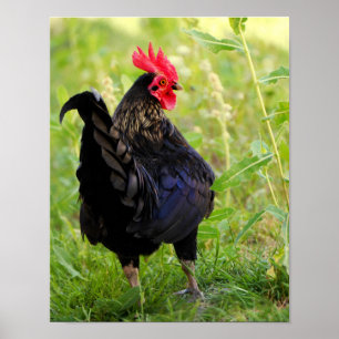 Vingerrooster Poster