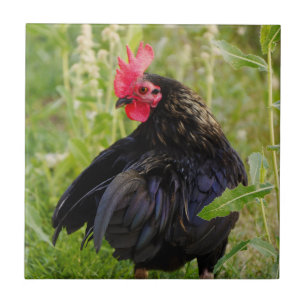 Vingerrooster Tegeltje