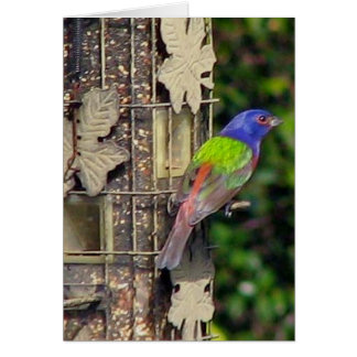 vink-1-feb5-06