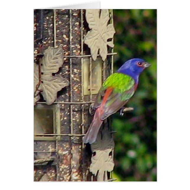 vink-1-feb5-06 (Voorkant)