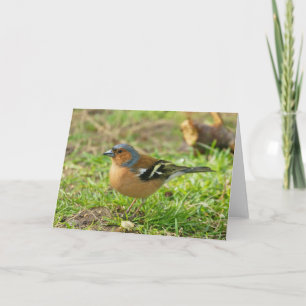 Vink - het Wenskaart van de Vink Om het even welke Kaart