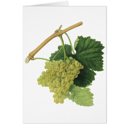 Vins blancs sur la vigne, fruits alimentaires Vint (Devant)