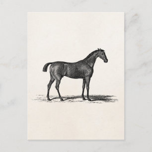 Vintage 1800 Engelse Race Horse - Racing Horses Briefkaart