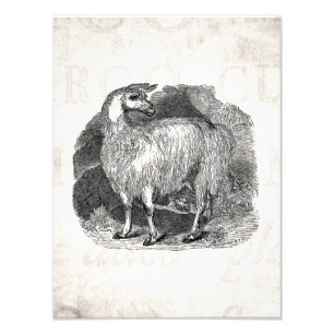 Vintage 1800 Llama Retro Alpaca Llamas Sjabloon Foto Afdruk