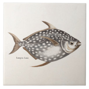 Vintage 1800 Opah Moonfish Old Lampris Luna Tegeltje