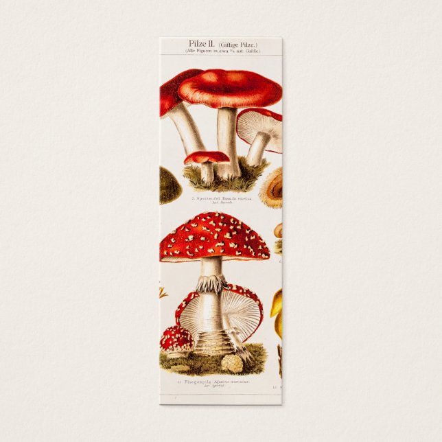 Vintage 1800 s Mushroom Variety (Devant)
