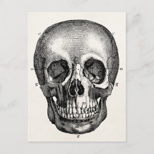 Vintage 1800 Skelet Skelet Briefkaart