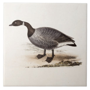 Vintage 1800s Brent Goose - Retro Gese Sjabloon Tegeltje