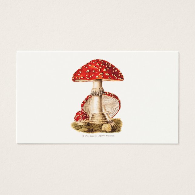 Vintage 1800s Champignons rouges Modèle (Devant)