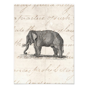 Vintage 1800s Elephant Illustration - Elephants Foto Afdruk