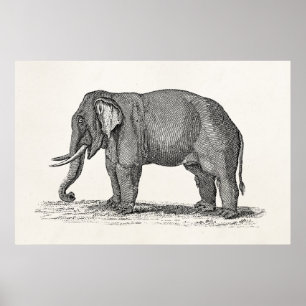 Vintage 1800s Elephant Illustration - Elephants Poster