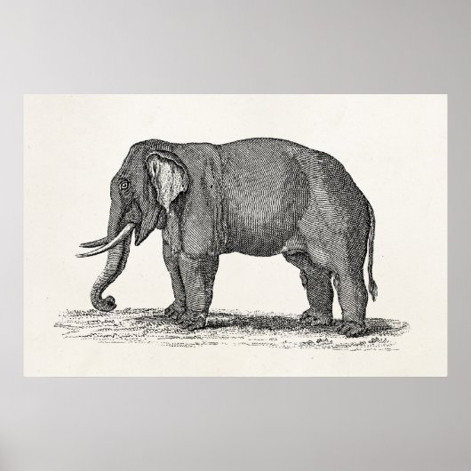 Vintage 1800s Elephant Illustration - Elephants Poster (Voorkant)