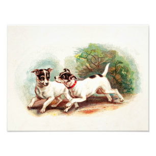 Vintage 1800s Fox Terrier Dogs - Terriers Sjabloon Foto Afdruk