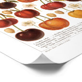 Vintage 1800s Fruit Cherry German Print (Hoek)