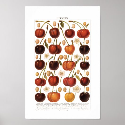 Vintage 1800s Fruit Cherry German Print (Voorkant)