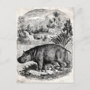 Vintage 1800s Hippo w Baby Retro Hippos Sjabloon Briefkaart