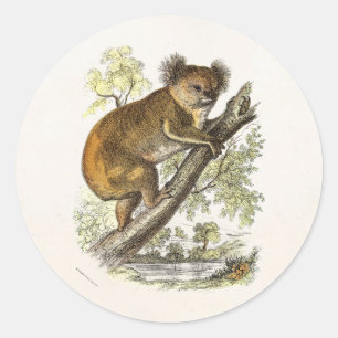 Vintage 1800s Koala Beer Illustratie Beren Koala's Ronde Sticker