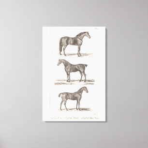 Vintage 1800s Paardenoude riet Arabische jachtras Canvas Afdruk