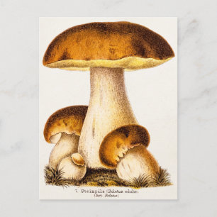 Vintage 1800s Paddenstoel Eetbare paddenstoelen Sj Briefkaart