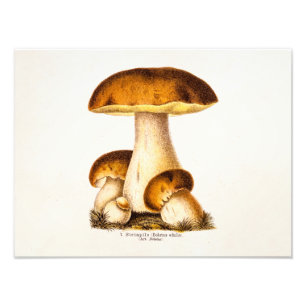 Vintage 1800s Paddenstoel Eetbare paddenstoelen Sj Foto Afdruk
