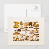 Vintage 1800s Paddenstoelenvariëteit Sjabloon Briefkaart (Voorkant / Achterkant)