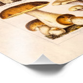 Vintage 1800s Paddenstoelenvariëteit Sjabloon Foto Afdruk (Hoek)