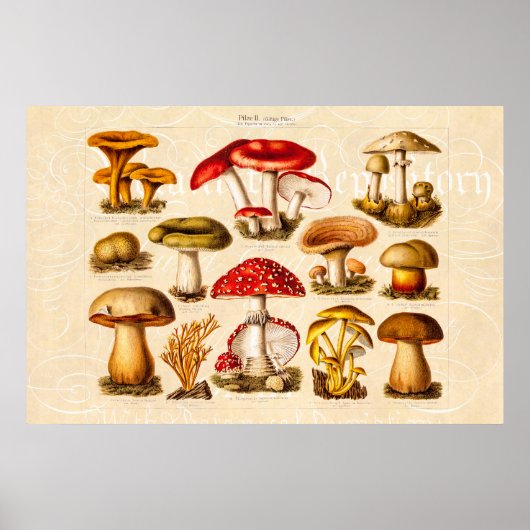 Vintage 1800s Paddenstoelvariëteit Rode paddenstoe Poster (Voorkant)