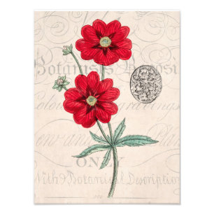 Vintage 1800s Roodbloem Cinquefoil botan Cinquefoi Foto Afdruk