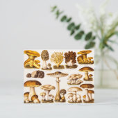 Vintage 1800s Sjabloon van paddenstoelvariëteiten Briefkaart (Staand voorkant)