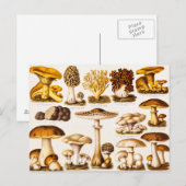 Vintage 1800s Sjabloon van paddenstoelvariëteiten Briefkaart (Voorkant / Achterkant)