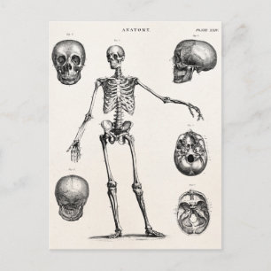 Vintage 1800s Skelet Antiek anatomie skeletten Briefkaart
