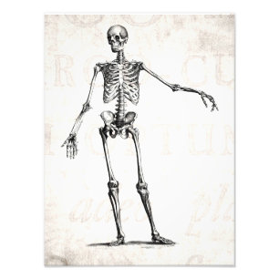 Vintage 1800s Skelet Retro Skeletons Anatomie Foto Afdruk