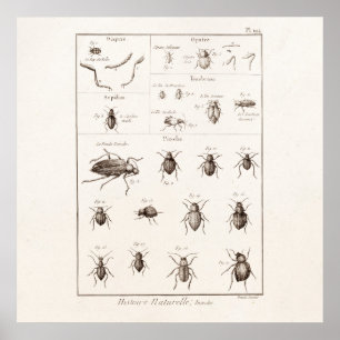 Vintage 1800s snijdt de Illustratie van de Rug Bee Poster