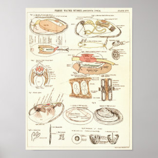 Vintage 1881 Freshwater Mussel Anatomy Print