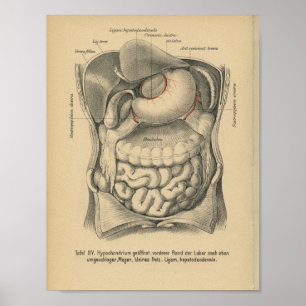 Vintage 1888 Duitse anatomie Afdrukbuikorganen Poster