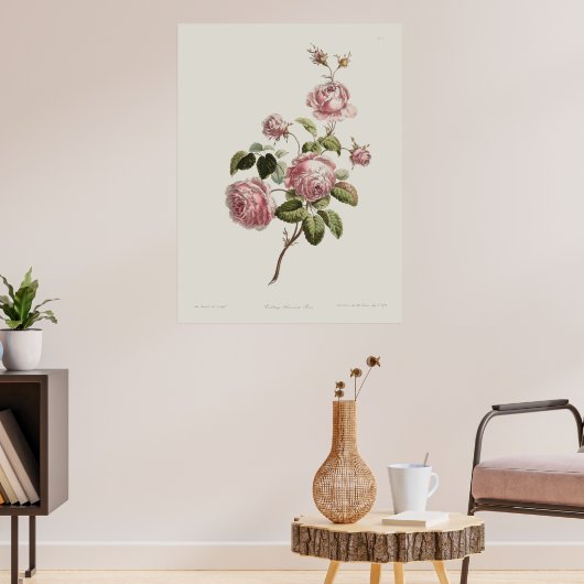Vintage 18th Century Rose Poster (Woonkamer 3)