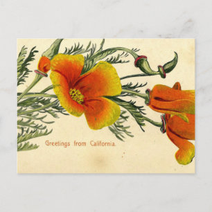 Vintage, 1910, Groeten uit Californië Briefkaart