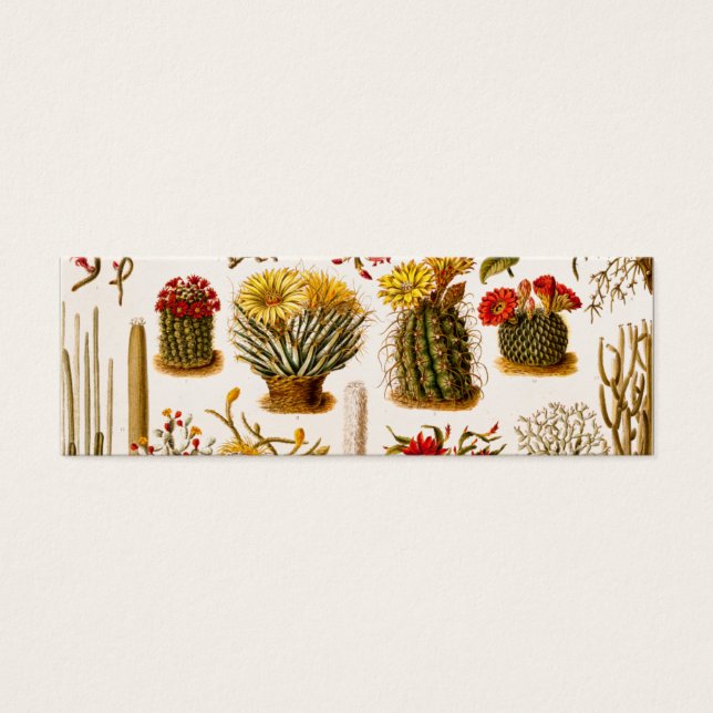 Vintage 1911 Cactus Flower Illustration florale (Devant)