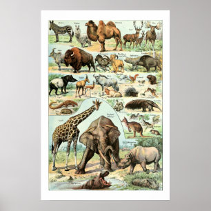 Vintage 1922 Wilde dieren Poster