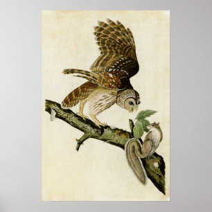 Vintage 46 Barred Owl Vogels van Amerika Poster
