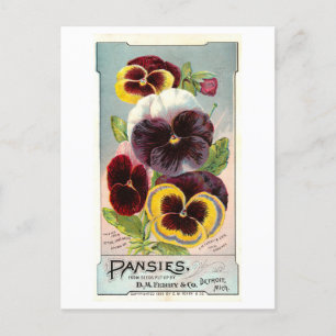 Vintage advertentie voor Ferry & Co. Pansy Seeds Briefkaart