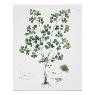 Vintage Afbeelding van Venushaar Botanische Illust Perfect Poster