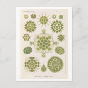Vintage Algae van Haeckel Briefkaart