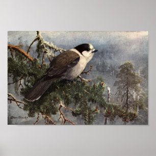Vintage Allan Brooks Grey Jay Poster Art