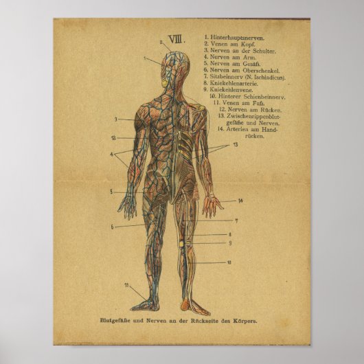 Vintage allemand Anatomie Impression Artères Nerve (Devant)