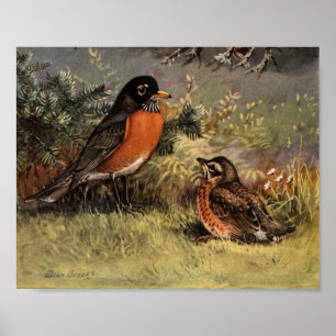 Vintage American Robin Poster Art